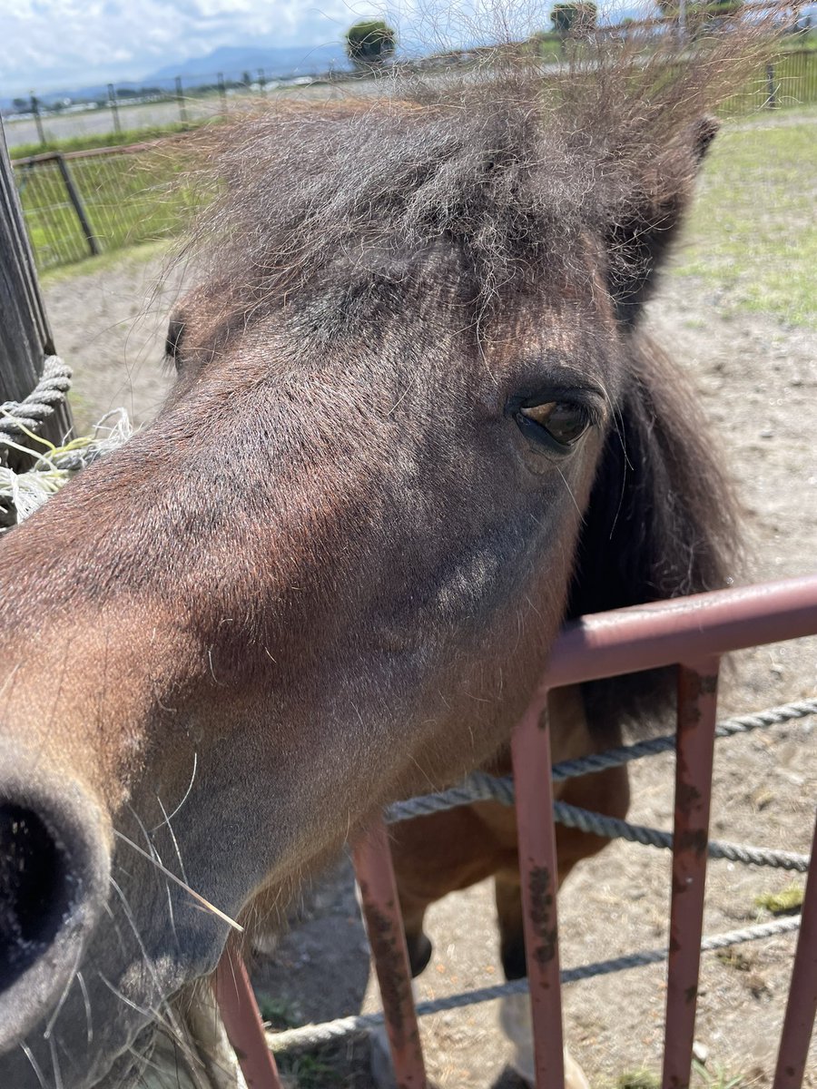 そらの (@4_h0f) / Posts / X