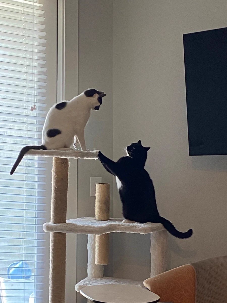 litterboxsim's tweet photo. when i say im "in the arena" this is what i mean

cc: @chamath @_buildspace @_nightsweekends https://t.co/FMlFeyIfNx
