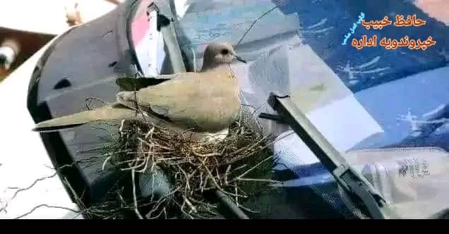 امین الله عمیر tweet media
