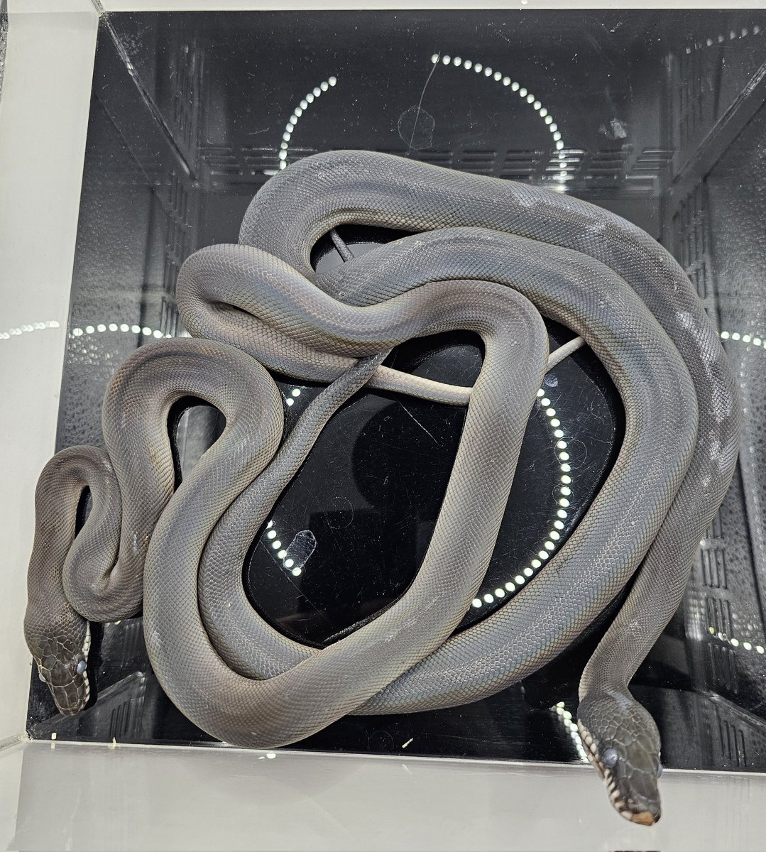 Reptile_Academy's tweet image. มีเด็กใหม่เข้ามาแล้วน่ะครับ
เปิดจอง2ตัวเท่านั้น
Southern white lipped python เพศผู้(น้องกำลังเข้าคราบ)
รับน้องได้อีก3สัปดาห์ หลังฝึกและตรวจสุขภาพเสร็จ
#ReptileAcademy
#Whitelippedpython
#ไวท์ลิปไพธ่อน
#เลี้ยงงู