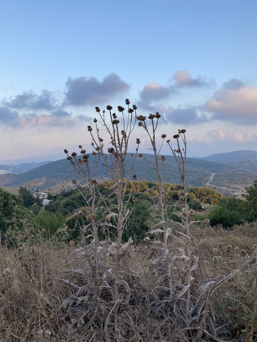 i love this plant, it has a very post apocalyptic vibe