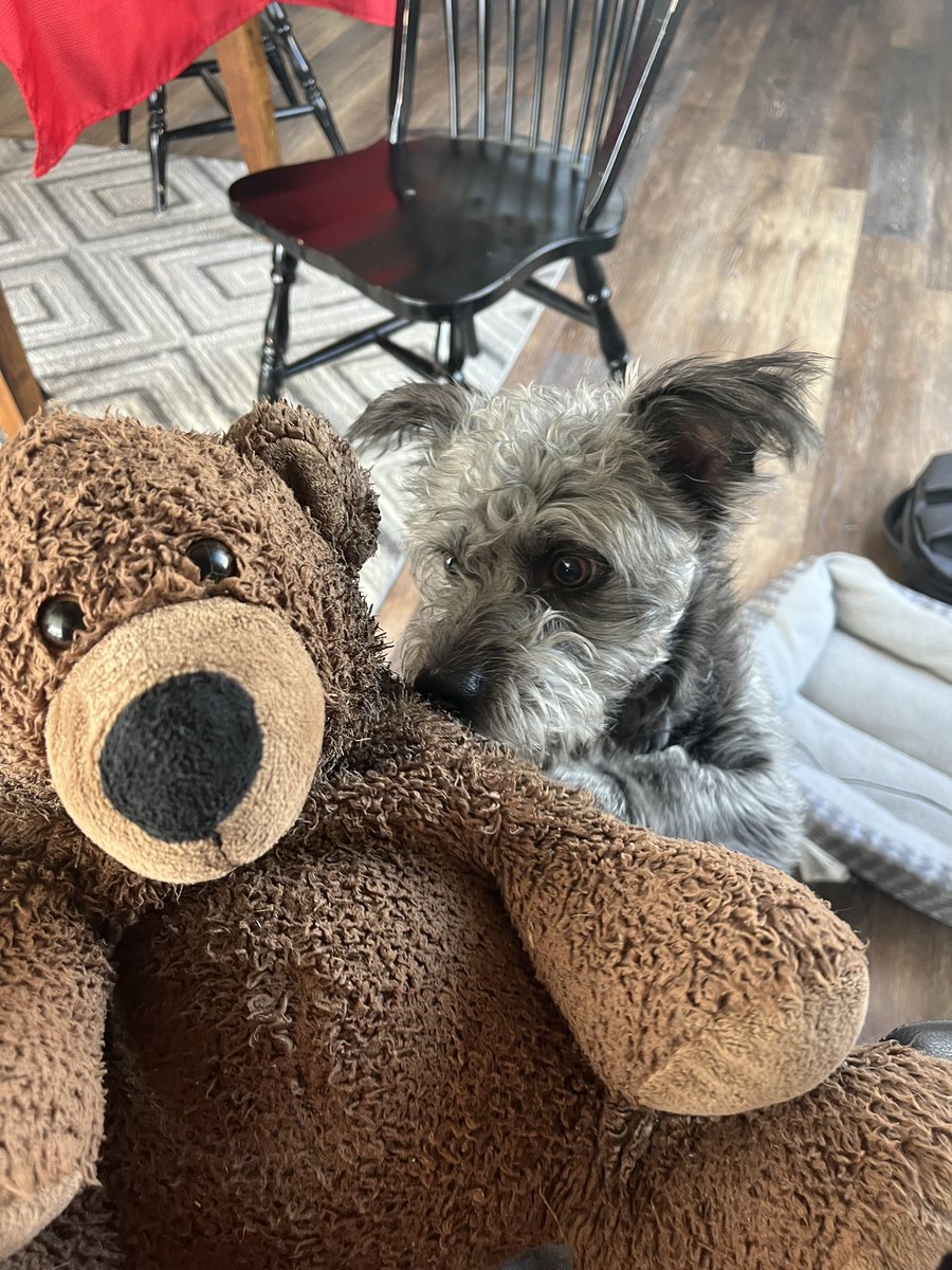 stephani_castle's tweet image. I performed brain surgery today, and I didn’t miss a stitch!! Leo’s happy to have his friend back! 🪡