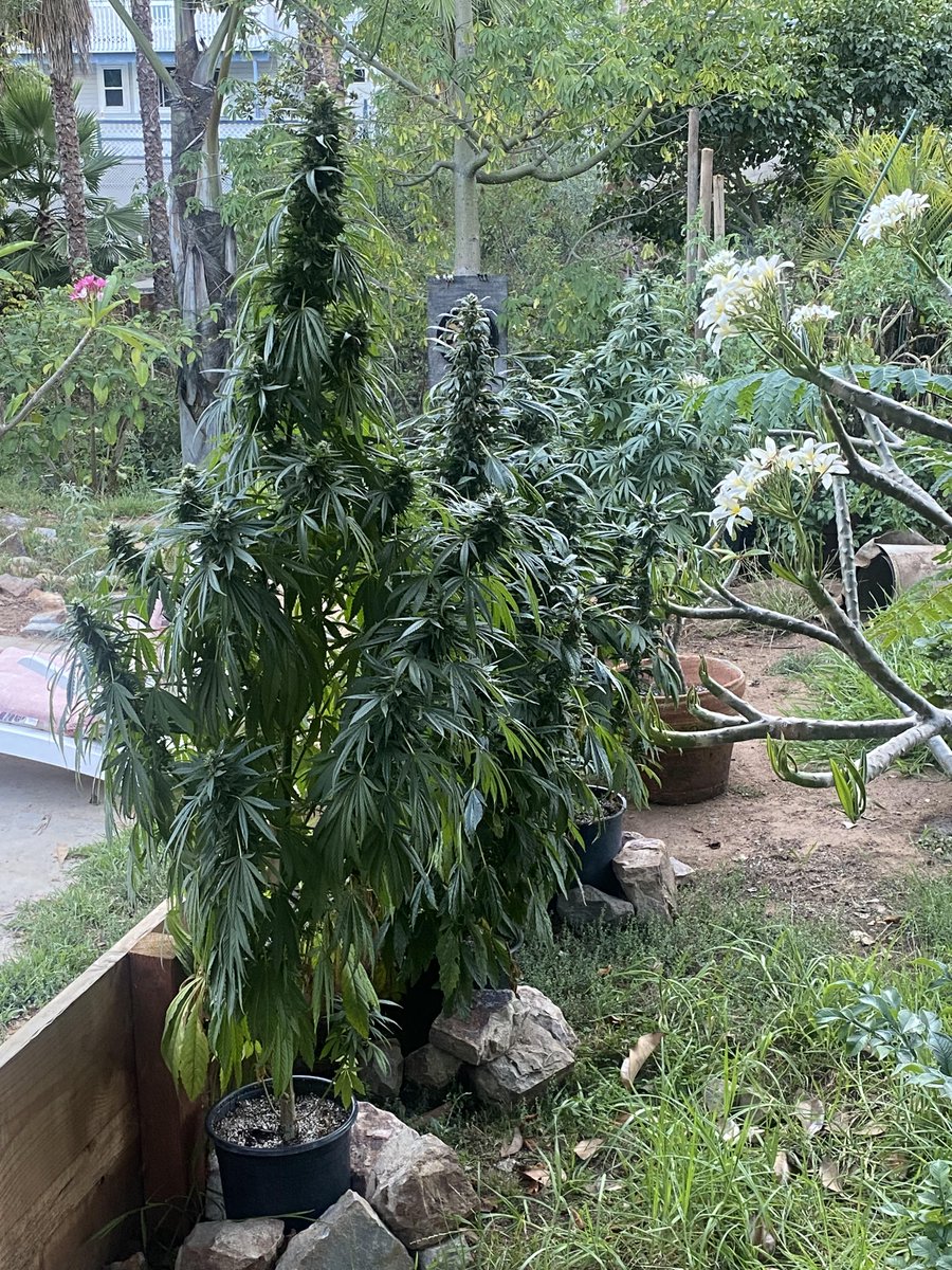 WriteWeed's tweet photo. Plants getting some sun #PPP #StonerFam #Cannabis #CannabisCommunity #PuffPuffPas #WriteWeed https://t.co/aLN1sRgF75