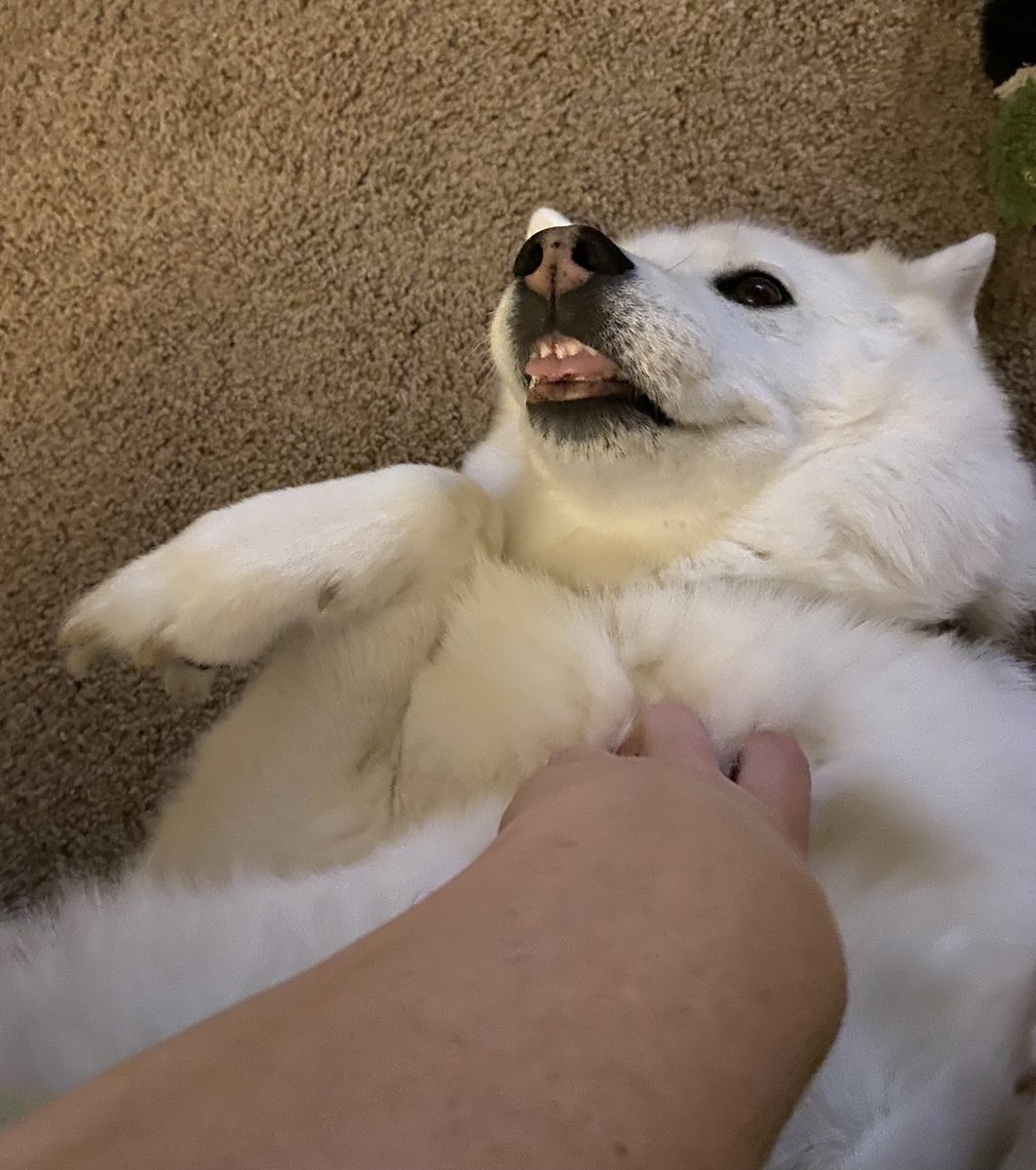 ErinWixom's tweet image. Silly husky. 🤣 🐾 🥰 #derpydog #SaturdayVibes #dog #dogsoftwitter #Husky #DogsofX #dogsarelove #dogsarefamily