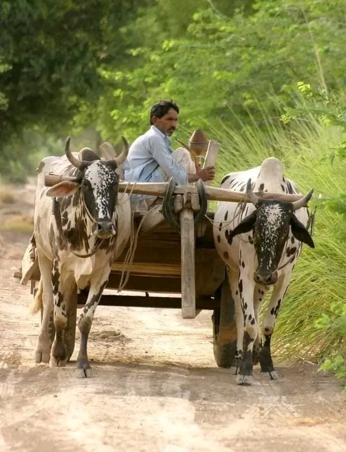 In the heart of Punjab, the land of abundant agriculture, two mighty oxen are the unsung heroes of logistics between fields.These robust creatures power traditional carts, seamlessly connecting the agricultural world. #AgriculturalLogistics #PunjabFarming
#OxenCart