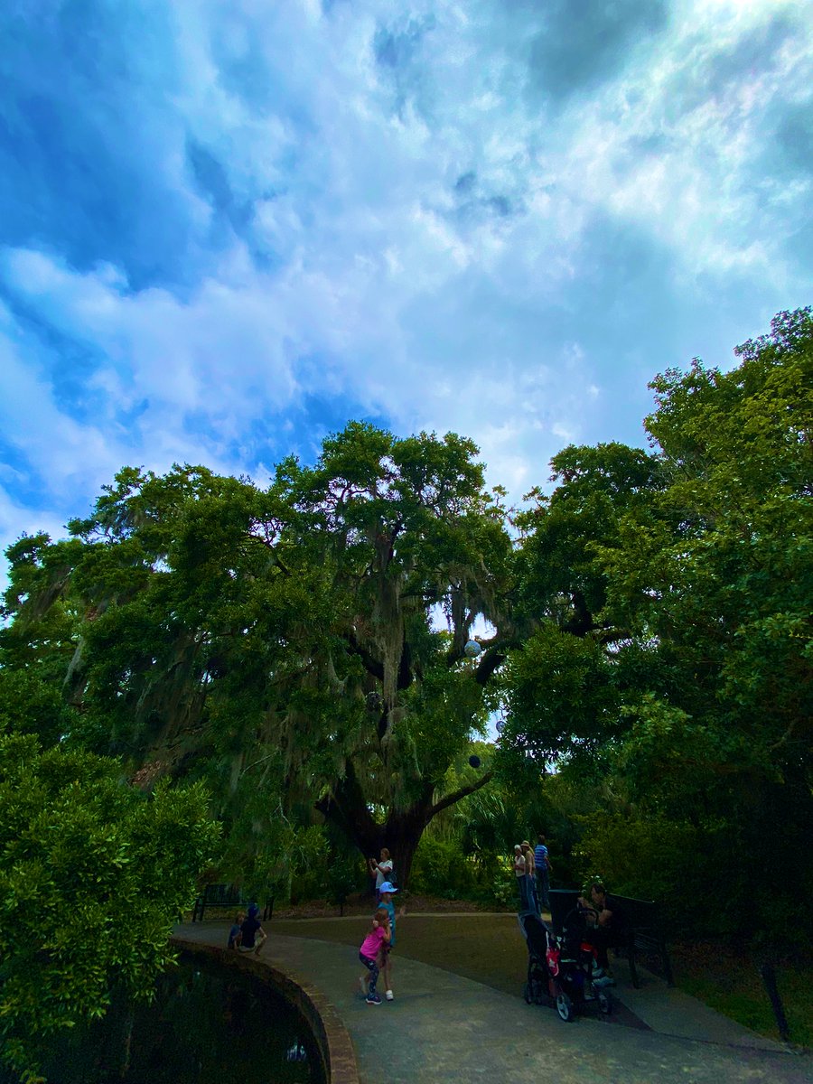 TealSeptember's tweet photo. #BrookgreenGardens #Botanicalgarden in #GeorgetownCounty, #SouthCarolina Named one of the Top 10 Gardens in the US by Trip advisor. It has sculpture gardens and wildlife preserve,located just south of #MurrellsInlet. It has 9,100-acres.We had a wonderful time there.#garden #zoo https://t.co/vzIhgWQQeL
