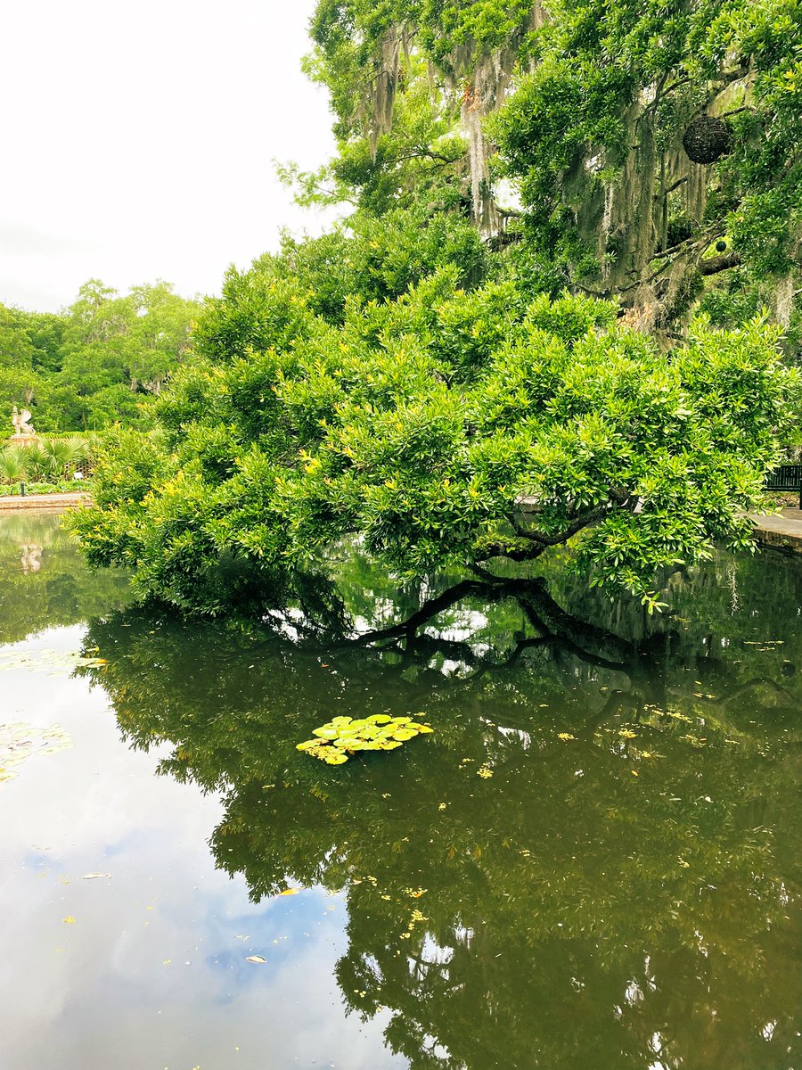 TealSeptember's tweet photo. #BrookgreenGardens #Botanicalgarden in #GeorgetownCounty, #SouthCarolina Named one of the Top 10 Gardens in the US by Trip advisor. It has sculpture gardens and wildlife preserve,located just south of #MurrellsInlet. It has 9,100-acres.We had a wonderful time there.#garden #zoo https://t.co/vzIhgWQQeL