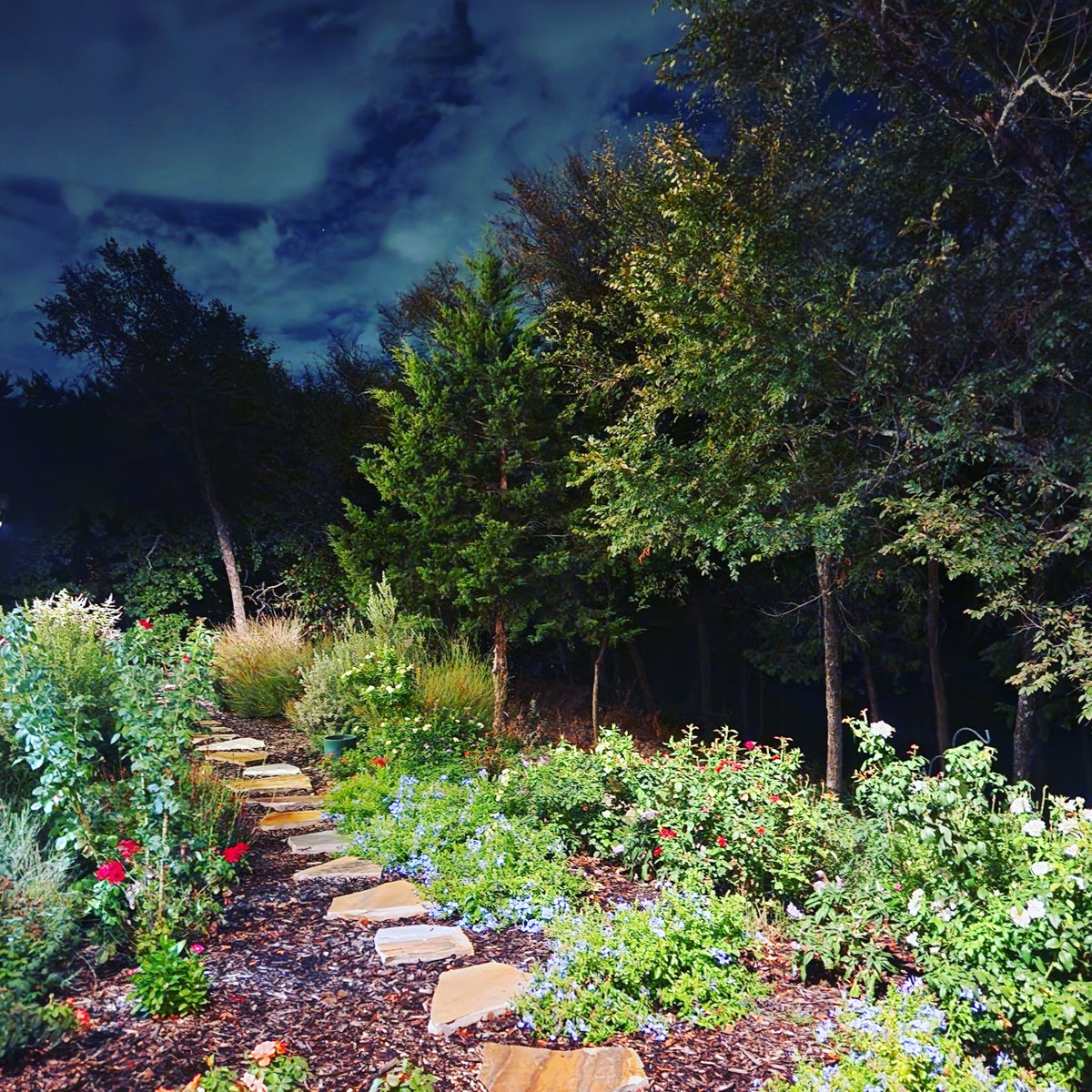 The garden might be prettiest after dark. 🌹🌙