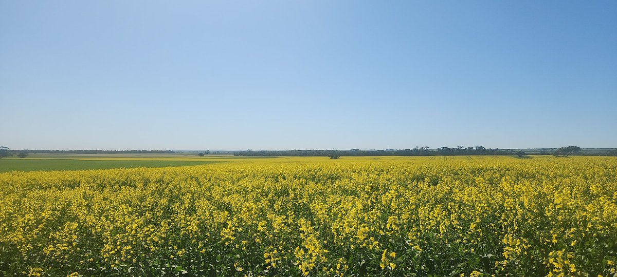What is everyone thoughts on blackleg? I have a strip we left out (to see what response we get by fungicides) and it's getting smashed. Also seeing some uci where sprayed. Are we seeing a breakdown of major resistance in variety's?