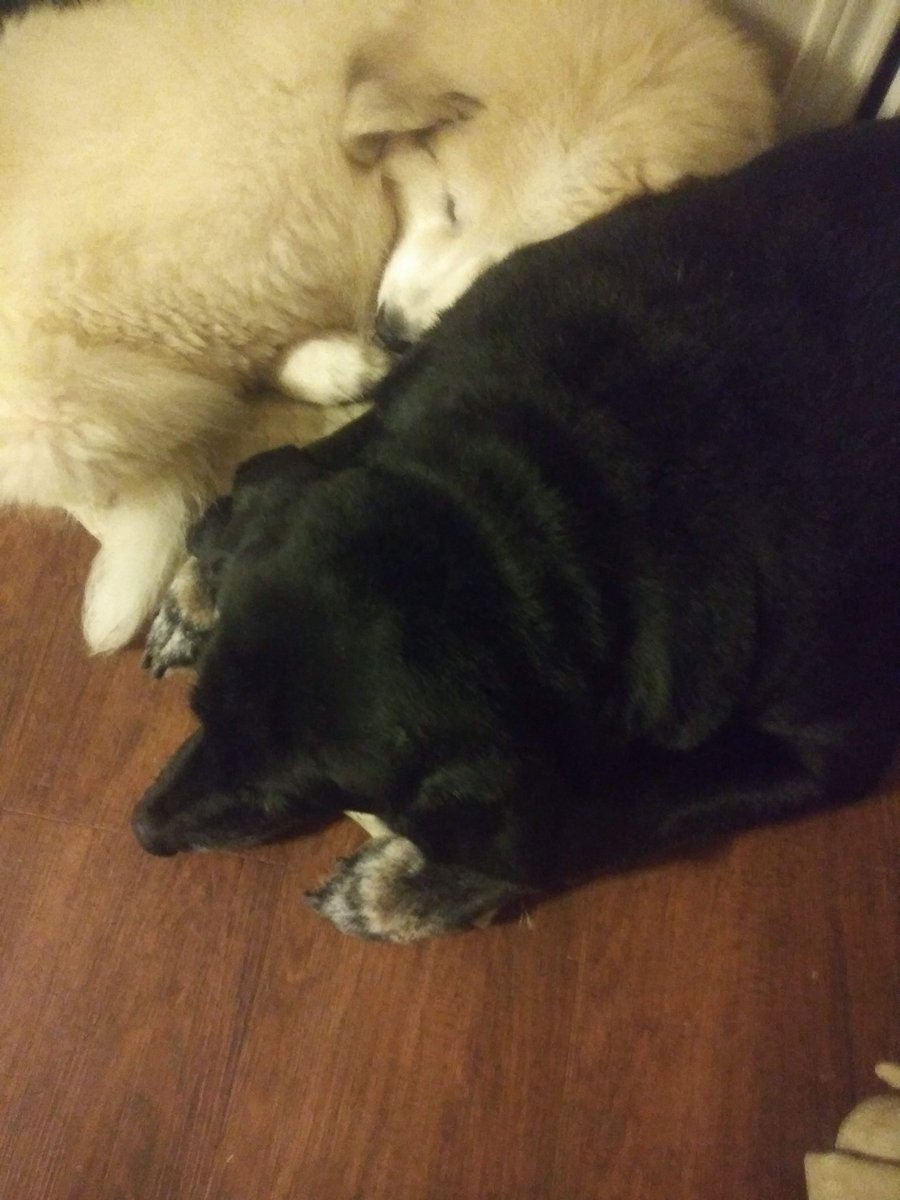 GreatestPyrene1's tweet photo. Sweet dreams babies ♥ ♥ #labrador #greatpyrenees #lab_pack #peaceandquiet #dogsoftwitter #tweetsofdogs #Dalbodog #bears #love #SU2C #kevin_nealon #AdamSandler #rickygervais #reba #ladygaga #taylorswift13 #SouthPark #Trey_Parker #GalGadot #CasaBonita https://t.co/OE0lWtsI93 https://t.co/uC11F4Ioy5