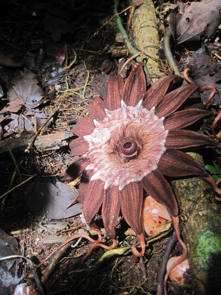 👉Rafflesiaceae👈
📷 :internet
🌎 :Indonesia 
⭐This is not a cactus ⭐

#Flower #Flor #Plantar #Planta #Plant