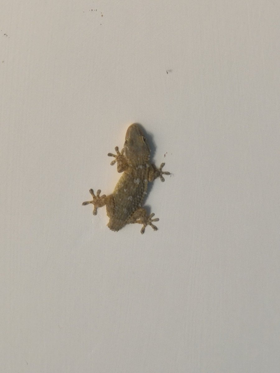 cameliaboban's tweet photo. L'interesse della comunità scientifica nei riguardi delle proprietà di adesione superficiale delle zampe del #geco va verso la comprensione dei fenomeni alla base e poterli riprodurre in sistemi artificiali e in nuovi tipi di adesivi https://t.co/jXbazmvjAe #itwiki @Wikipedia https://t.co/3cqdEzMiCi