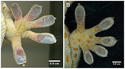 cameliaboban's tweet photo. L'interesse della comunità scientifica nei riguardi delle proprietà di adesione superficiale delle zampe del #geco va verso la comprensione dei fenomeni alla base e poterli riprodurre in sistemi artificiali e in nuovi tipi di adesivi https://t.co/jXbazmvjAe #itwiki @Wikipedia https://t.co/3cqdEzMiCi