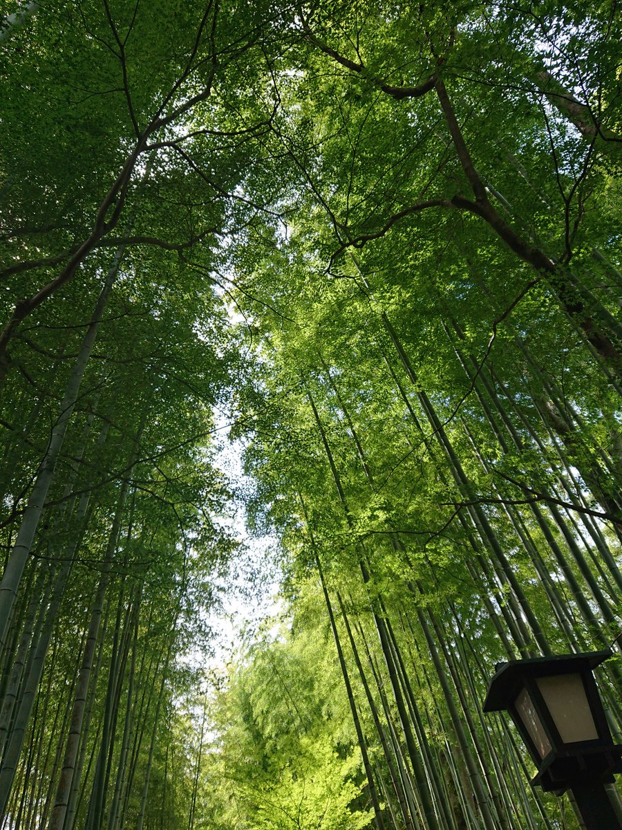 週末は伊豆ツーリングに行きました！
400Xで初の箱根ターンパイクでしたが爽快👍大観山の芦ノ湖の景色、修善寺の竹林も癒されました✨フルパニア&amp;フルタイムタンデムで燃費も全く意識しなかったのにツーリング後の車載燃費計では36km/L！このガソリン高の時期に財布にやさしいイイバイクです👍