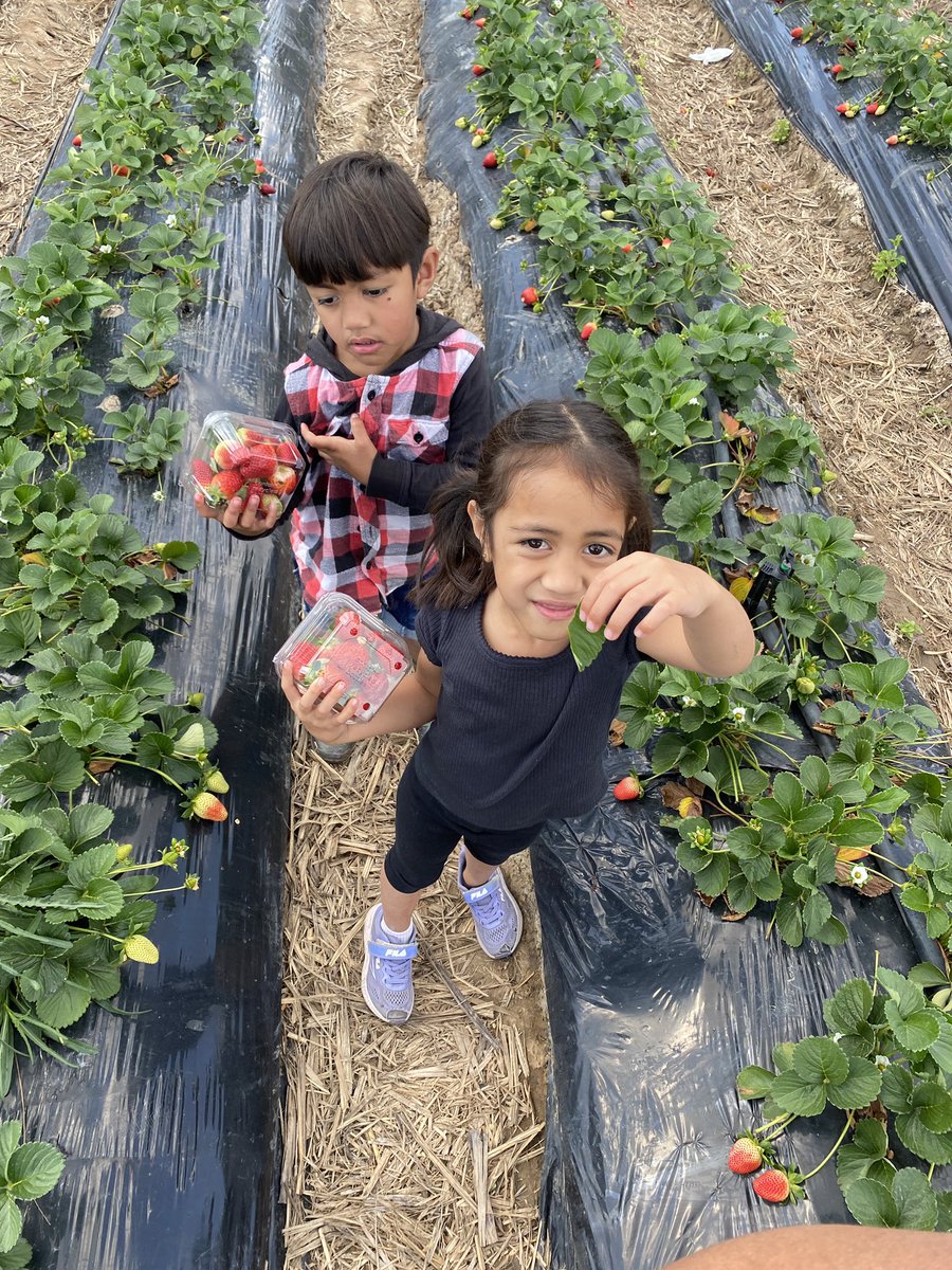 Rickygracee's tweet photo. Father’s Day haps at the strawberry farm 🍓 https://t.co/vXskB00s2S