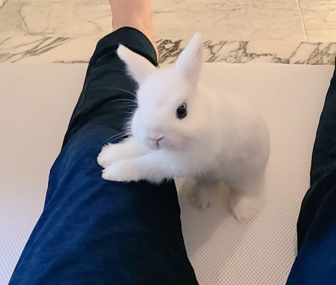 kentatomonto's tweet photo. 捕まえた！もう離さないぞ🐰 https://t.co/R1P01w8lSk