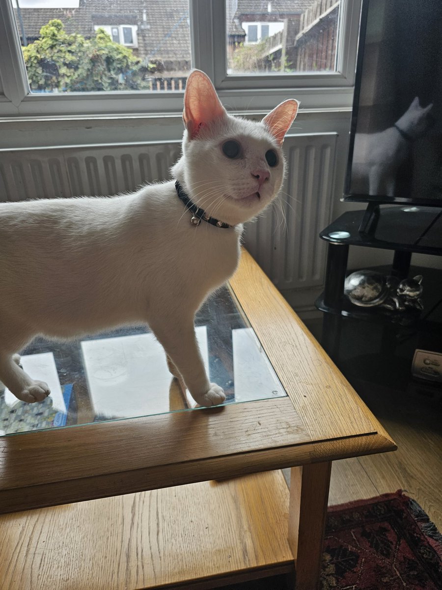 tws_pk2's tweet photo. Sadly no interest in Blink whatsoever. He is deaf and blind but am sure his home is out there. He has anxiety but as he's settling its getting better. He would benefit with someone who is retired or works from home. He's ever so special, please offer him the home he so deserves https://t.co/URtSqNF4Ij