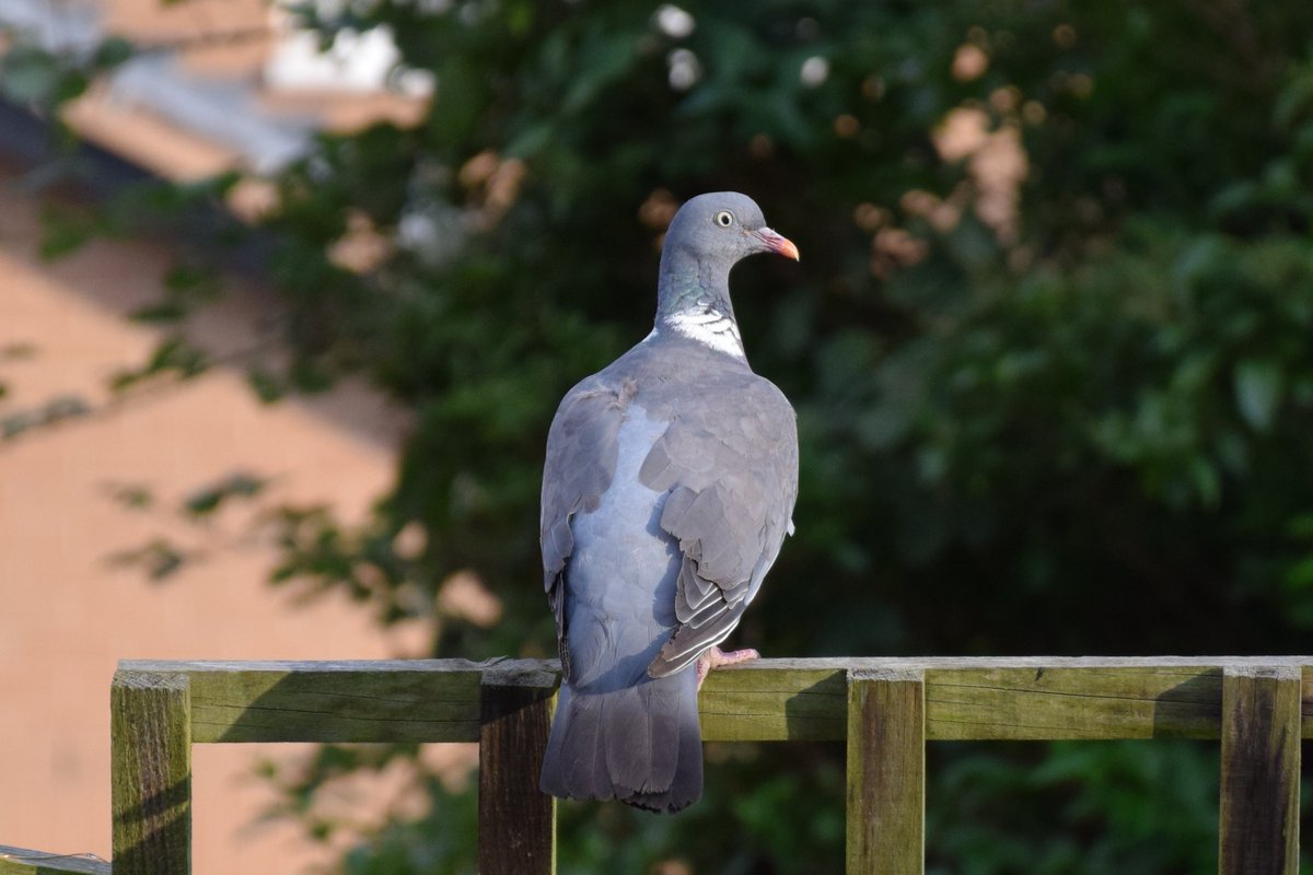 MyGarden_Uk's tweet photo. Casanova came for his meal but kept being chased off by this youngster. 

@des_farrand

#BeautifulBirds #WoodPigeons #Pigeons #Birds #Hungry #Nature #ColoursOfNature #Posing #Afternoon #AfternoonMeal #Posing #EarningHisKeep https://t.co/qLRiAYUJvW