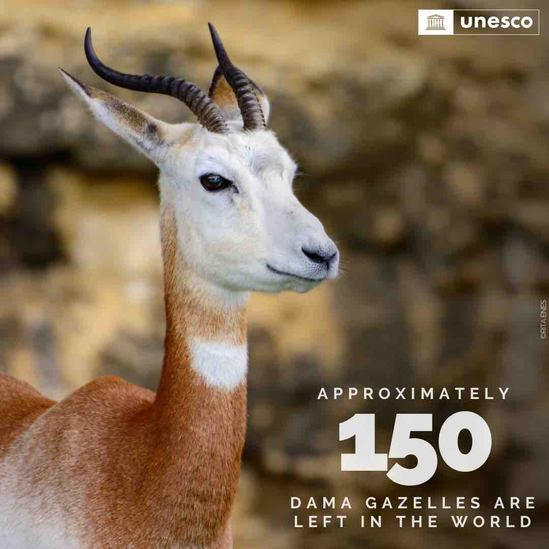 UNESCO's tweet photo. Greetings, Earthlings!

I am the magnificent Dama Gazelle, the largest species of gazelle on this planet.

Sadly, only 150 of my kind remain in the world, and our existence hangs by a thread. Help protect our habitat and save our species!

Signed, 🦌

https://t.co/UtiEXm3OzW https://t.co/5COcQc7aHh