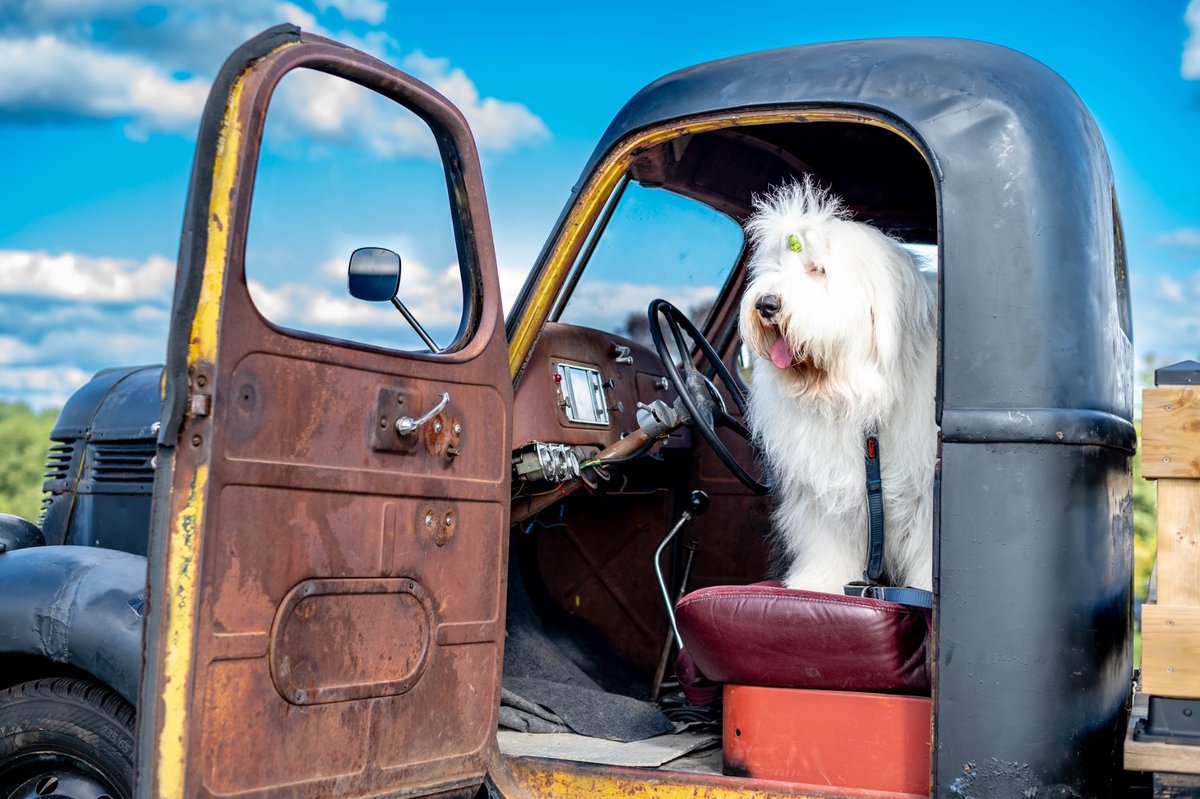 You can’t go on, thinking nothing’s wrong, but now
Who’s going to drive you home tonight? 🎶

I’m Archie, and I’ll be your Uber driver.

#oes #dogsoftwitter #drive #truck #sheepdog #Rated5stars