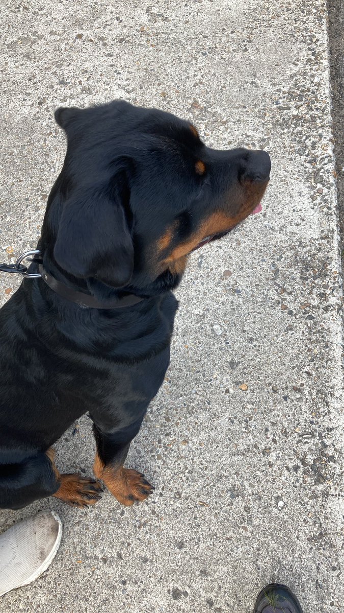 Grannymarja's tweet photo. En dit is de andere lieverd van jongste dochter 
#Puppylove #Bernersennen #memories Heeft veel weg van onze overleden Berner ##Joy 
Dus nú hebben we #Senna #Rottweiler en #Semmy #Berner 🥰 https://t.co/zrR9CgfSp9