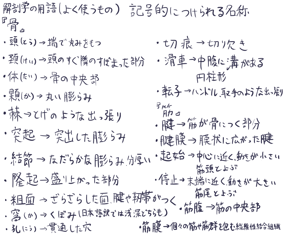 小山晋平さんの動物美術解剖学講座を受講しました！
第1+2回の骨の内容です🐎
用語や正位についての解説もあって勉強になりました。
主に形状・位置・役割から骨の名称がつけられるので、骨の名称に含まれている用語の意味を知るだけでも、どんな骨なのかイメージしやすくなると思いました！
#anatomy