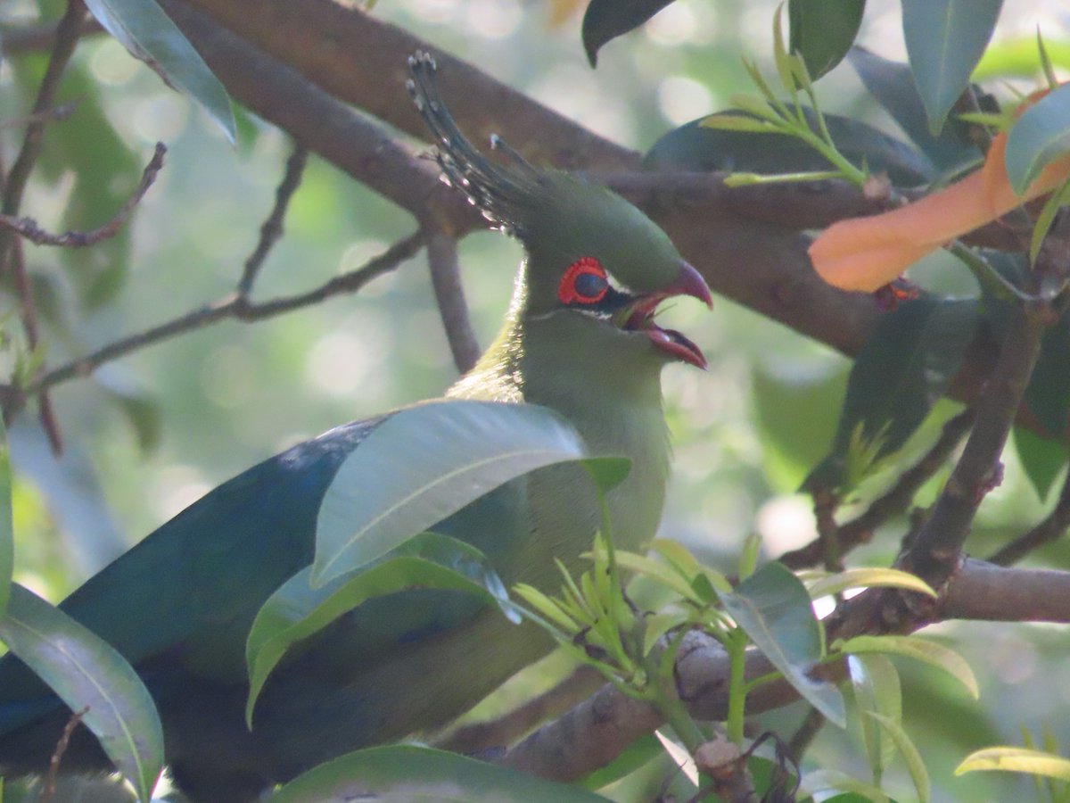 WWWings2023's tweet image. Good #Sunday Morning 🙂
An outspoken Schalow's #Turaco showing its tongue.
#Zambia #BirdsSeenIn2023 #ornithology #NaturePhotography #birding #birdphotography #wildlifephotography #BirdTwitter #BirdsOfTwitter