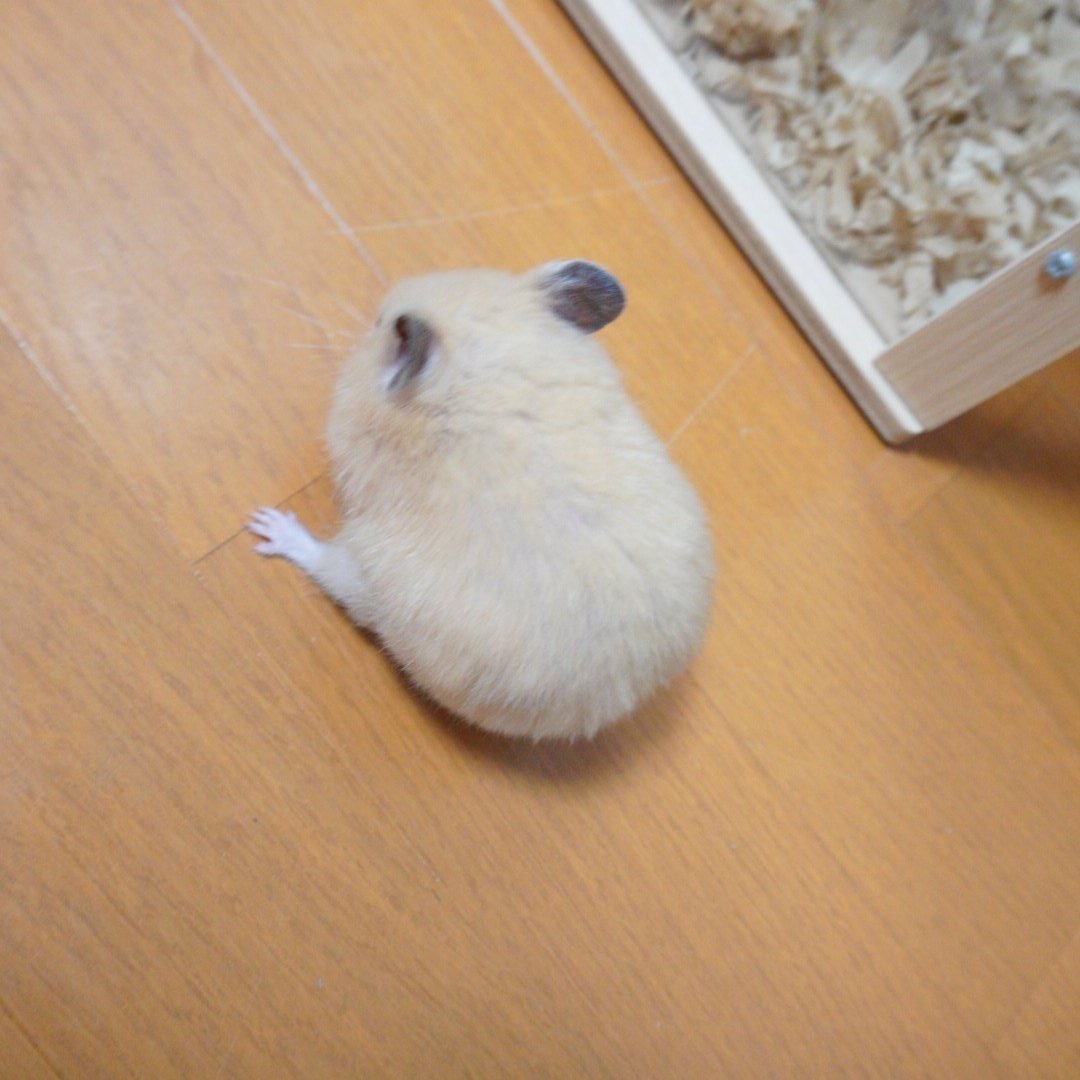 コロッケみたいなハムスター「九太」