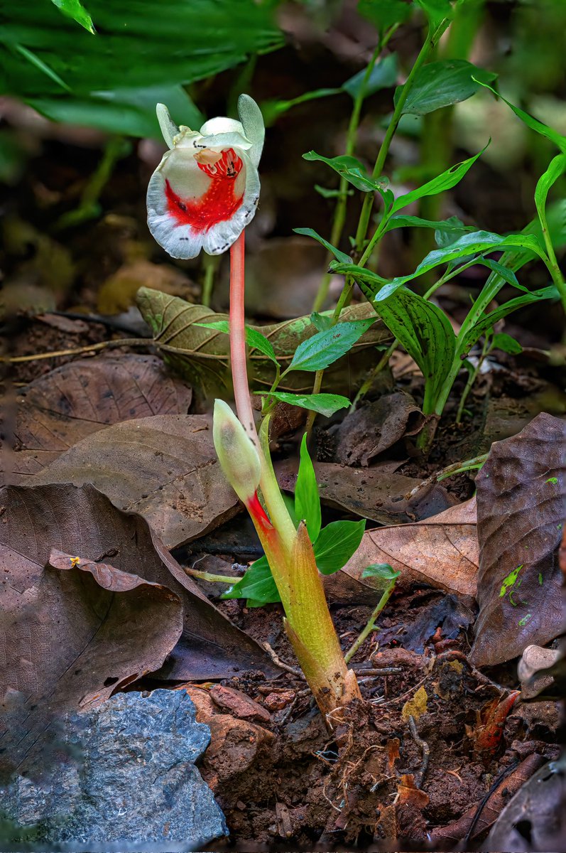 KangerValleyNP's tweet photo. Flora in Kanger Valley

Fingerroot is a rhizome used in traditional medicines. It is a kind of ginger.

Scientific name - Boesenbergia rotunda

Image Courtesy - @anzaarnabi

#macroworld #florainkangervalley #gingerfamily #kangervalley #kangervalleynationalpark https://t.co/nZBPL4d32c