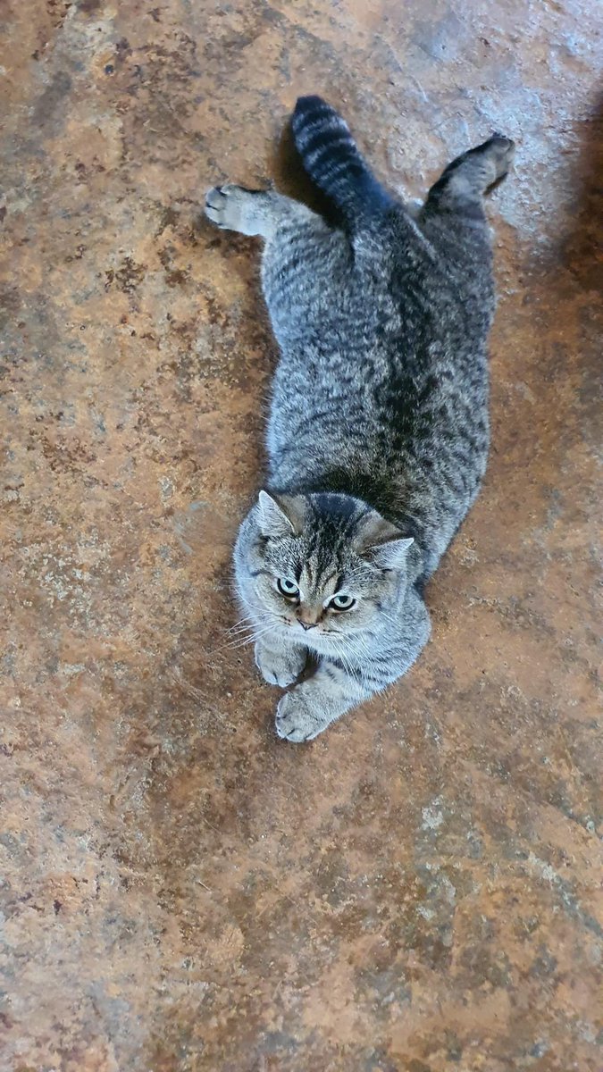 #GM #cat #animal 

Sunday 🐈