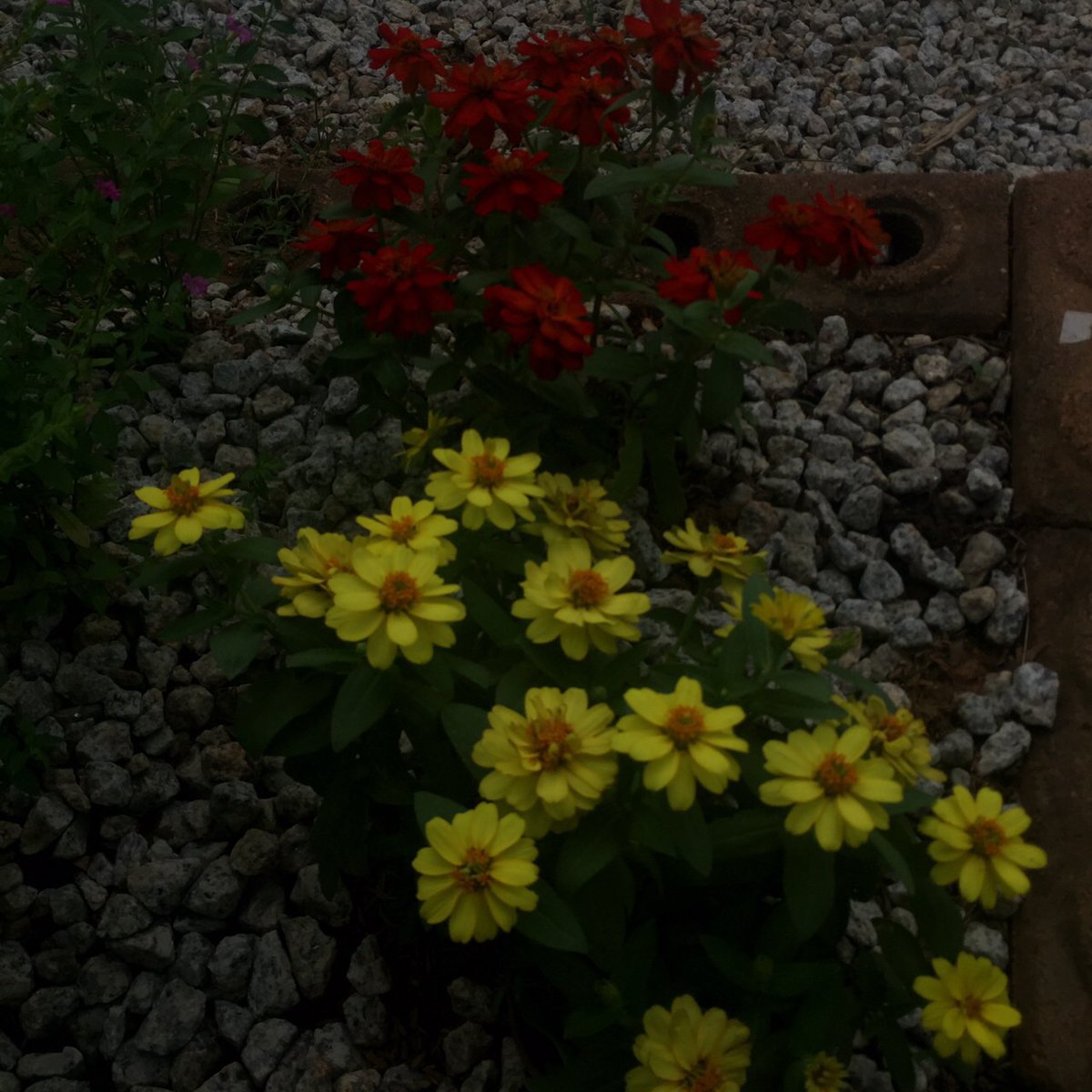 ๑๕ (@hzefqq) on Twitter photo 