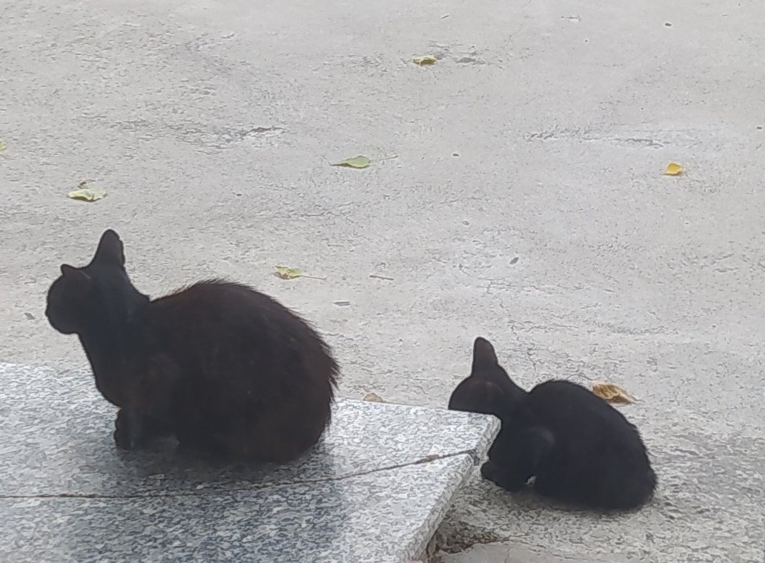 Sabah sabah yolumu gözleyen minnoşlar 😊 Günüm güzelleşti, o zaman günaydın ✨

#gunaydin
#pazar
#Cat