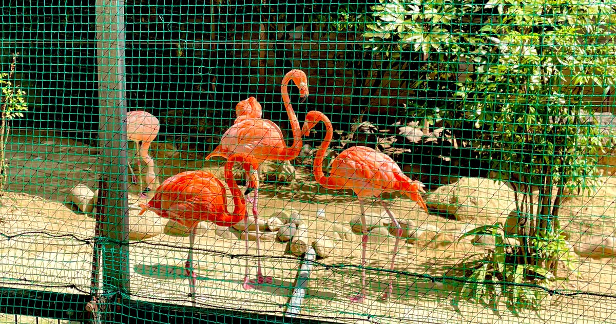 「高岡古城公園動物園さんに行って来たんですけど、すごいよかった…!!可愛い動物たく」|逢坂カナメ@私は推しの限定ストーリーを見逃しましたのイラスト