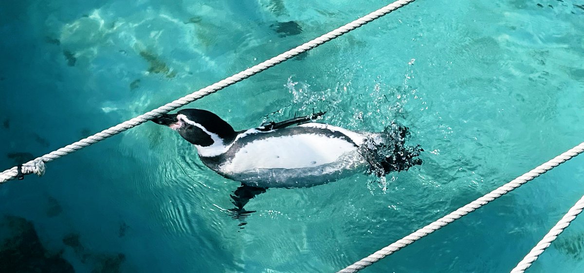 「高岡古城公園動物園さんに行って来たんですけど、すごいよかった…!!可愛い動物たく」|逢坂カナメ@私は推しの限定ストーリーを見逃しましたのイラスト