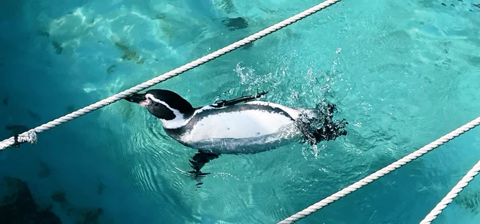 高岡古城公園動物園さんに行って来たんですけど、すごいよかった…!!可愛い動物たくさんいるし、職員さんも丁寧だし!無料で入れる申し訳ないくらいだったので、小銭を募金箱にぶち込んできた定期的に課金する何かはないのでしょうか 