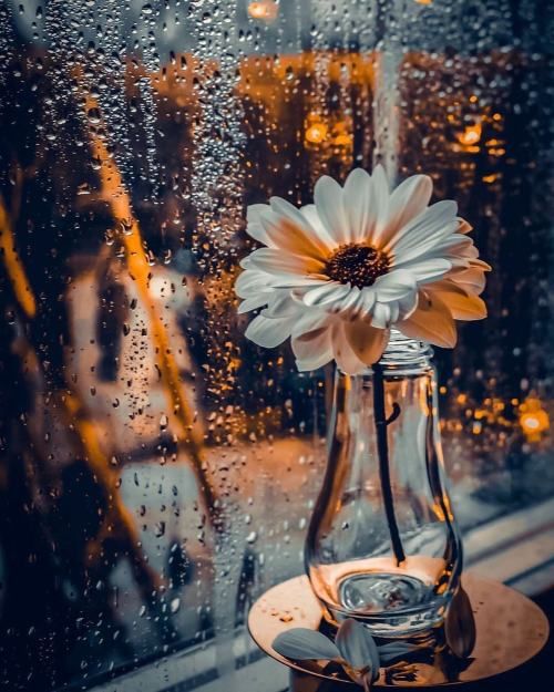 정직은 가장 확실한 자본이다. - 에머슨