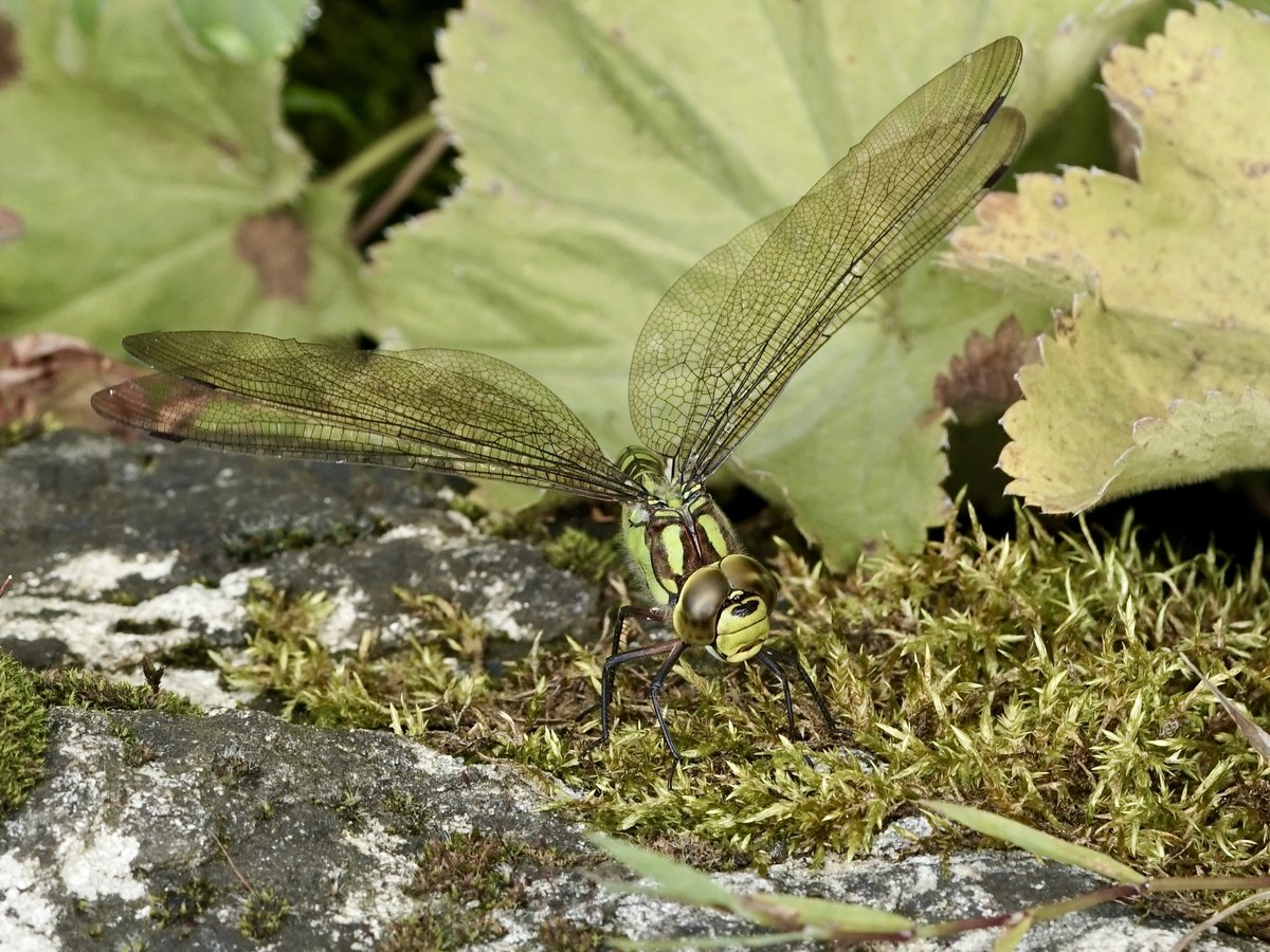 thomas_buechner's tweet photo. Blaugrüne #Mosaikjungfer
Southern #Hawker
#Aeshna cyanea
female, ovopositing.

Mesum, 2023-08-29
#Odonata
#Libellen
#dragonflies https://t.co/AxPWoQKZiU