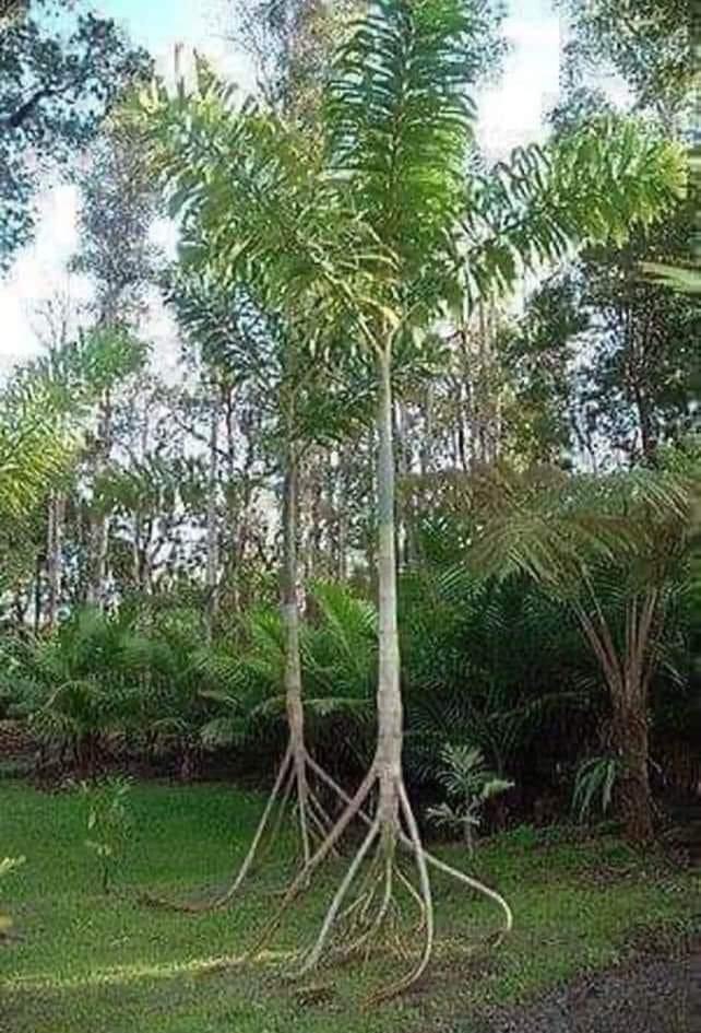 peakaustria's tweet image. No, it's not a myth...
The Socratia Exorhiza palm is unique because it moves from one place to another to get to sunnier places.
Roots grow taller while old ones die out and so on. The distance traveled in a year can be 20 meters. Location in Nicaragua, Costa Rica, Panama.
Nature