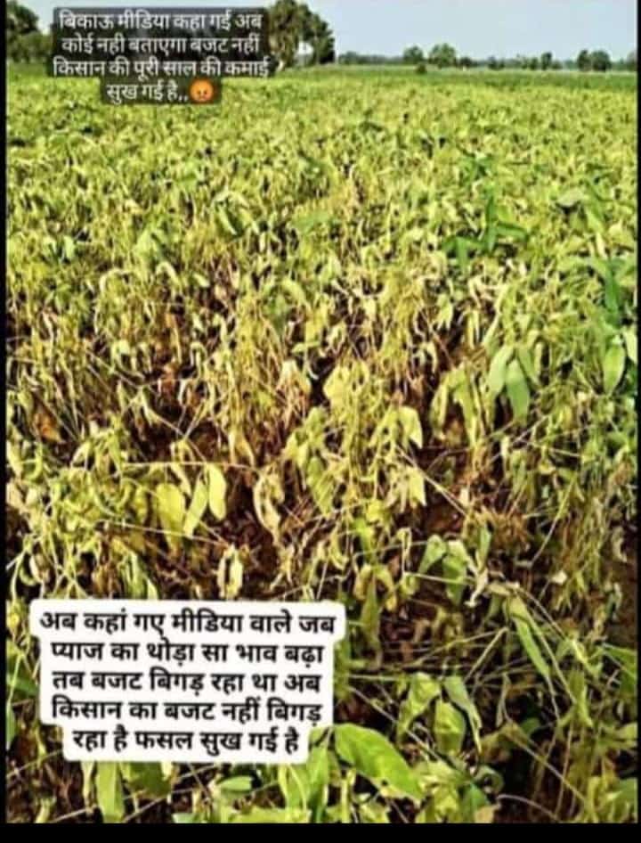 NHatod's tweet photo. @ChouhanShivraj जिला इंदौर के #Hatod तहसील में सोयाबीन सूख रही है जल्द से जल्द सर्वे करवाए जाएं मामा जी
@KamalPatelBJP https://t.co/KuFgJRXmkn
