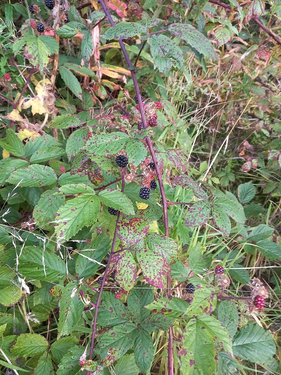 Sunday mornings, one man and his Dog.