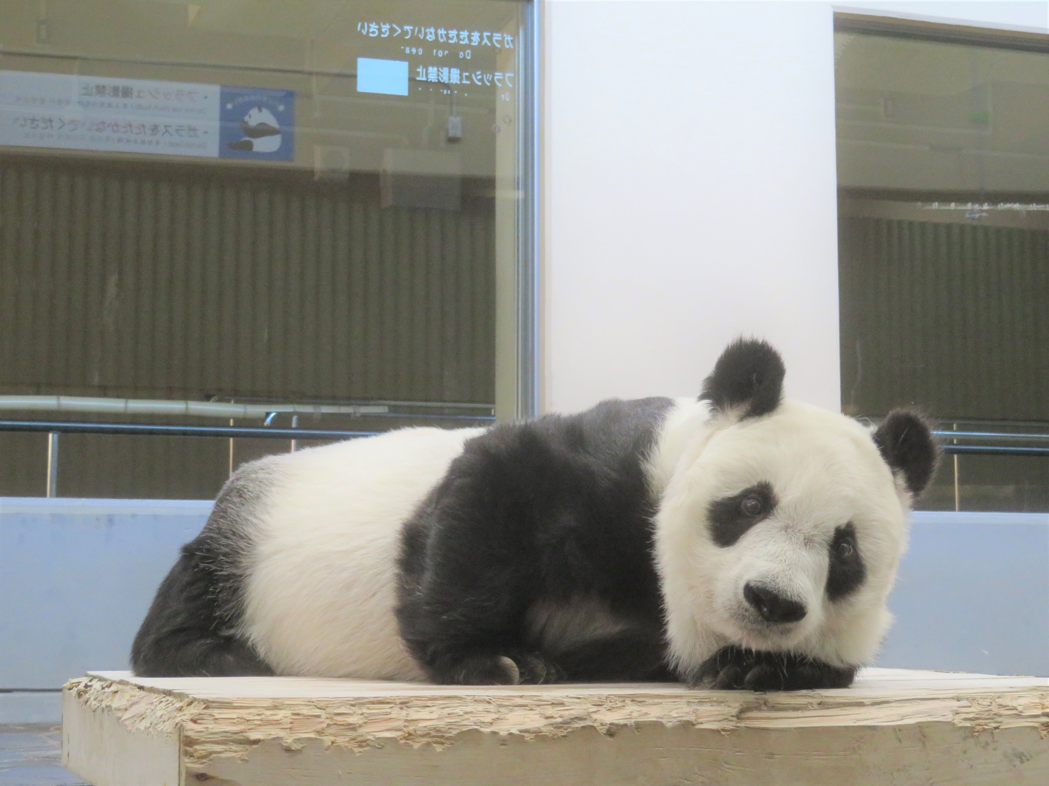 神戸市立王子動物園（公式） on X: 