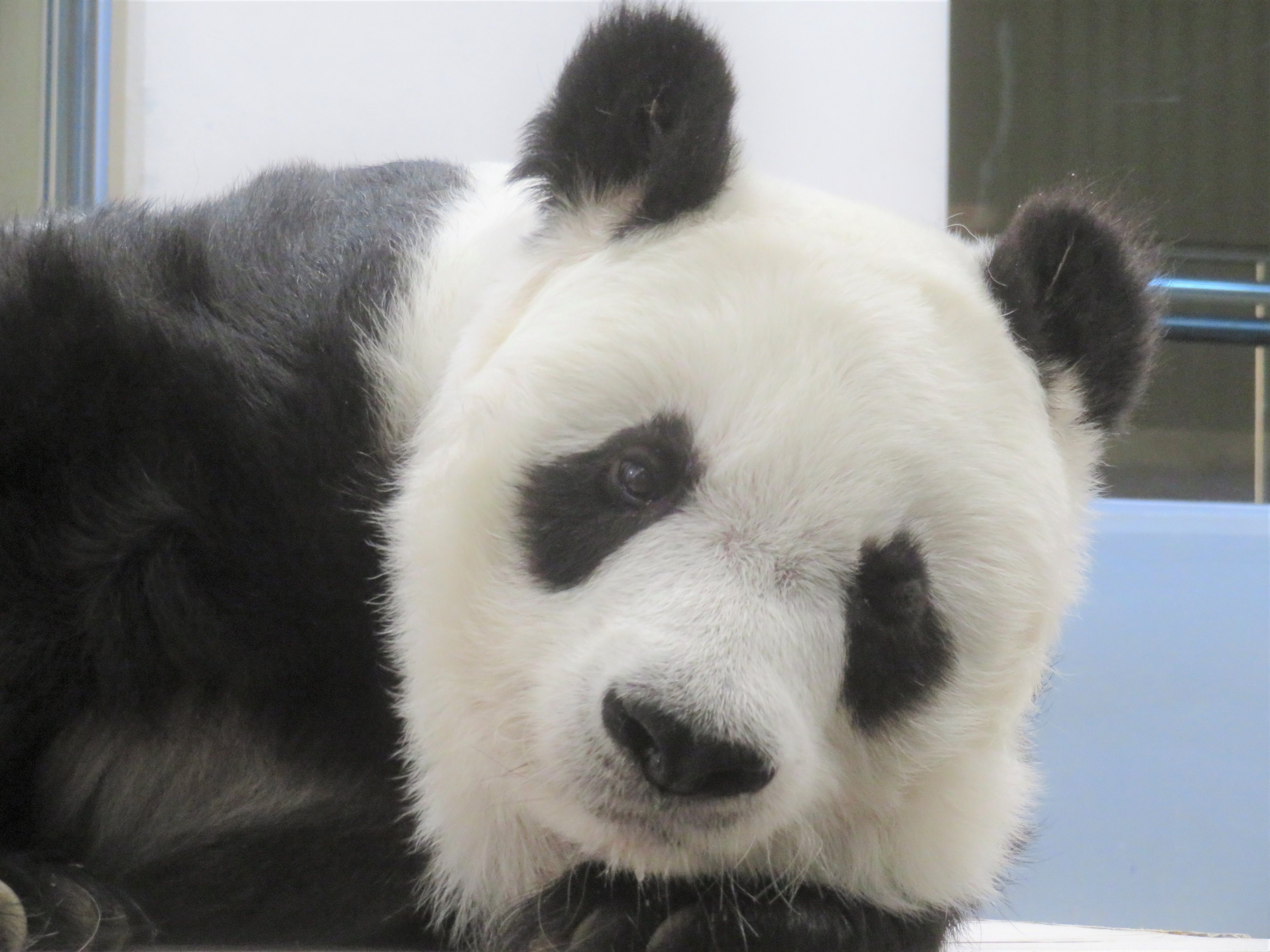神戸市立王子動物園（公式） on X: 