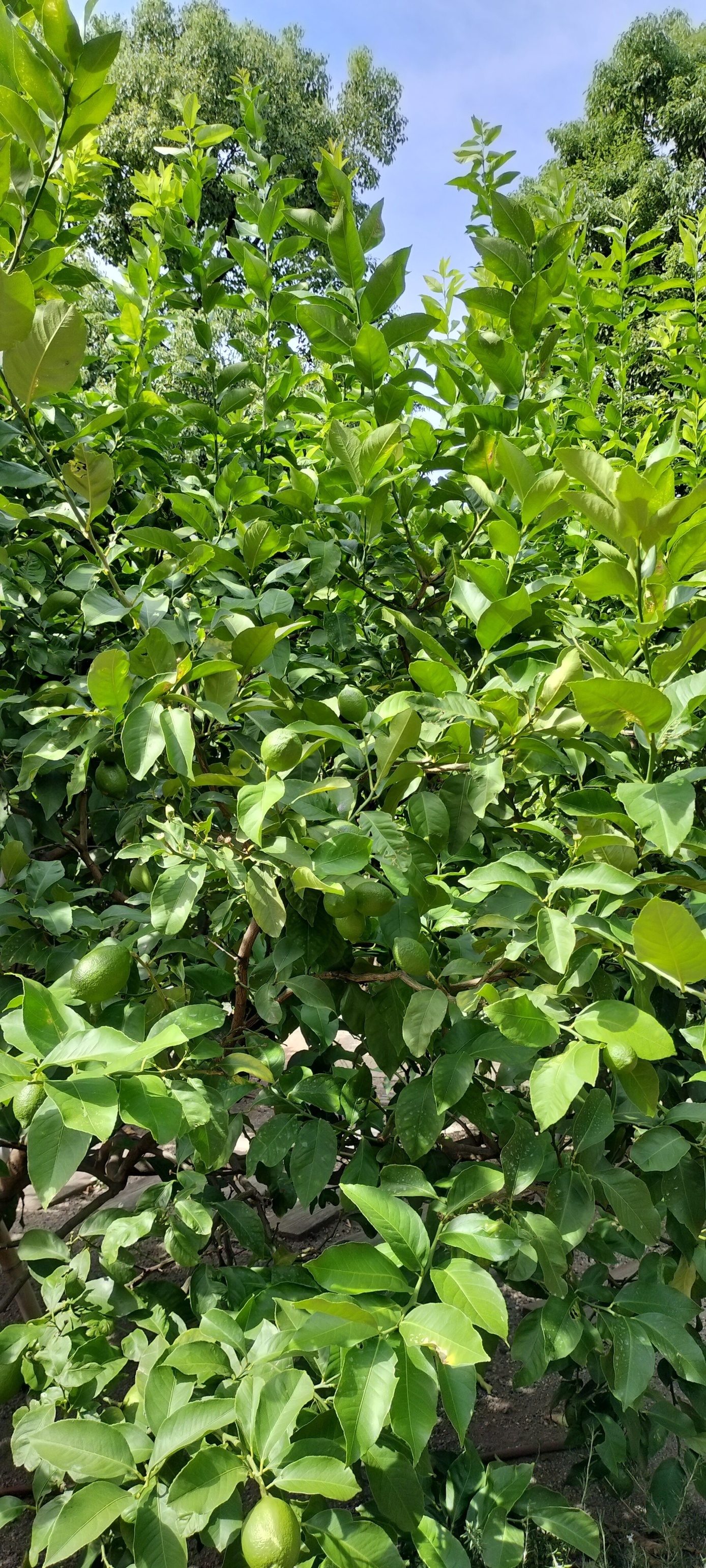 レモンの木 - Search / X