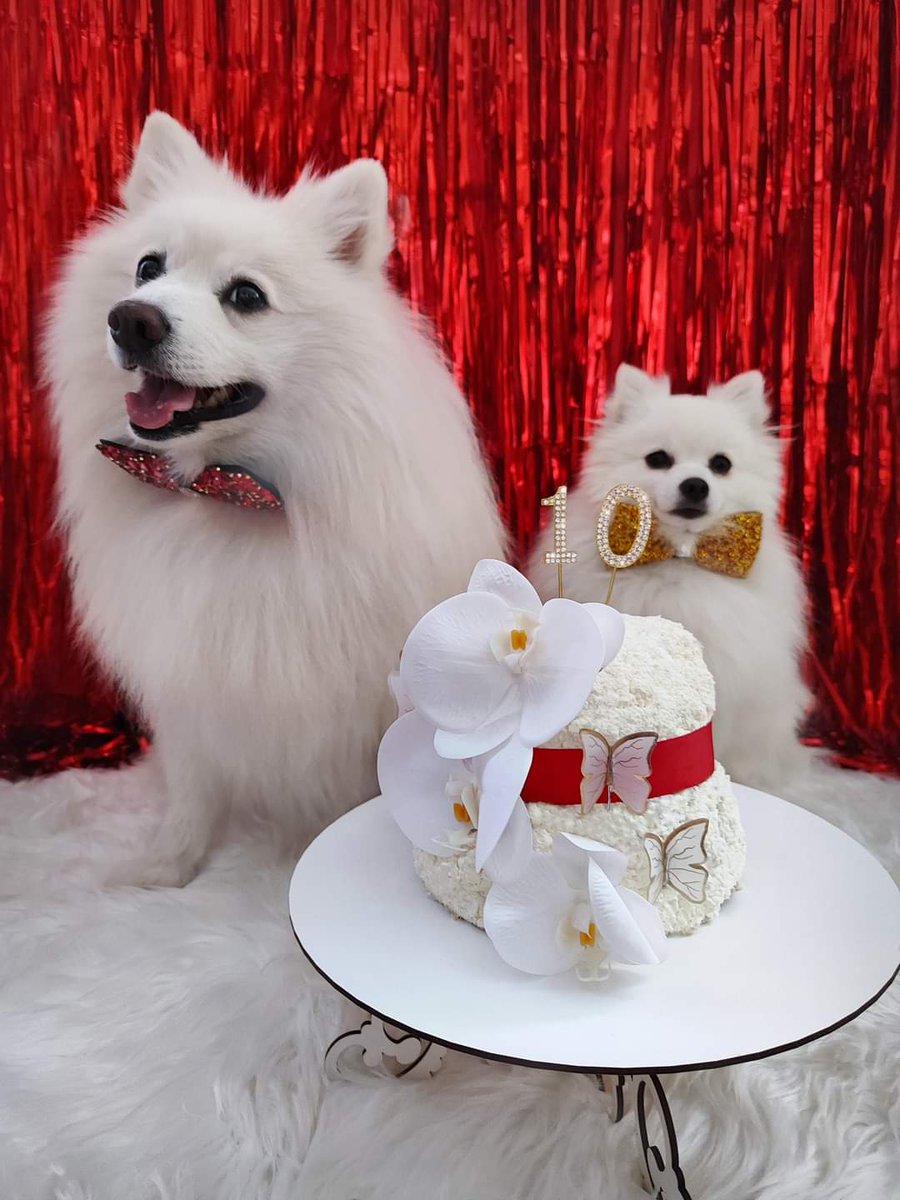 japanspitzsimba's tweet photo. Happy birthday to me 🤍
I sincerely thank everyone who is in my life, loves and supports me 🥰
P.S. Mom made the cake ❤️

#anniversary #JapaneseSpitzSIMBA #Simba #JapaneseSpitz #Ukraine #whitedog #photo #Birthday #HappyBirthday #dog #Україна #свято #ювілей #японськийшпіцСімба https://t.co/5BccBGFMBl
