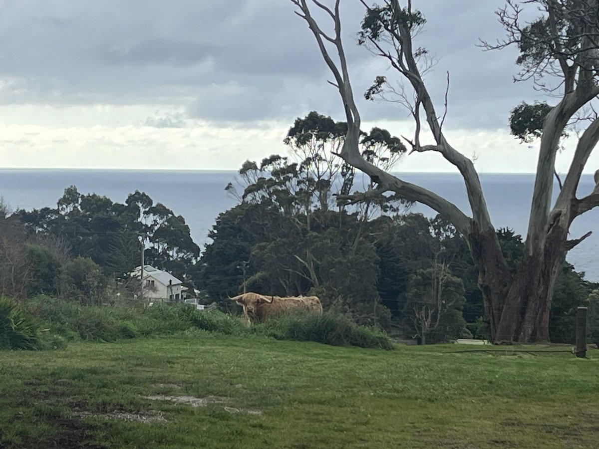 Tassie_Devil_'s tweet photo. What you lookin at 🤨 https://t.co/R3RjZO9tvC