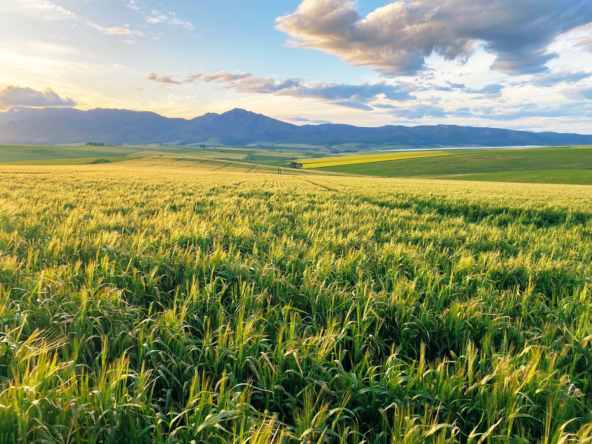 gerhardsolms's tweet image. Bankers hour barley #tevredefarm #overberg #barley