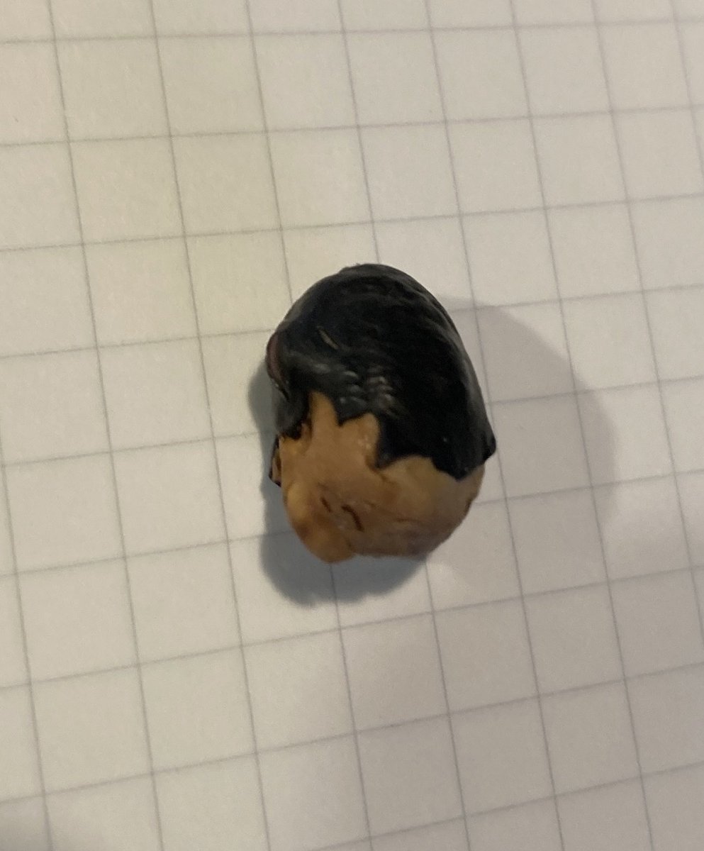 learncode10's tweet image. キングダムの将軍にいそうなピーナッツを発見した。食べたくない。