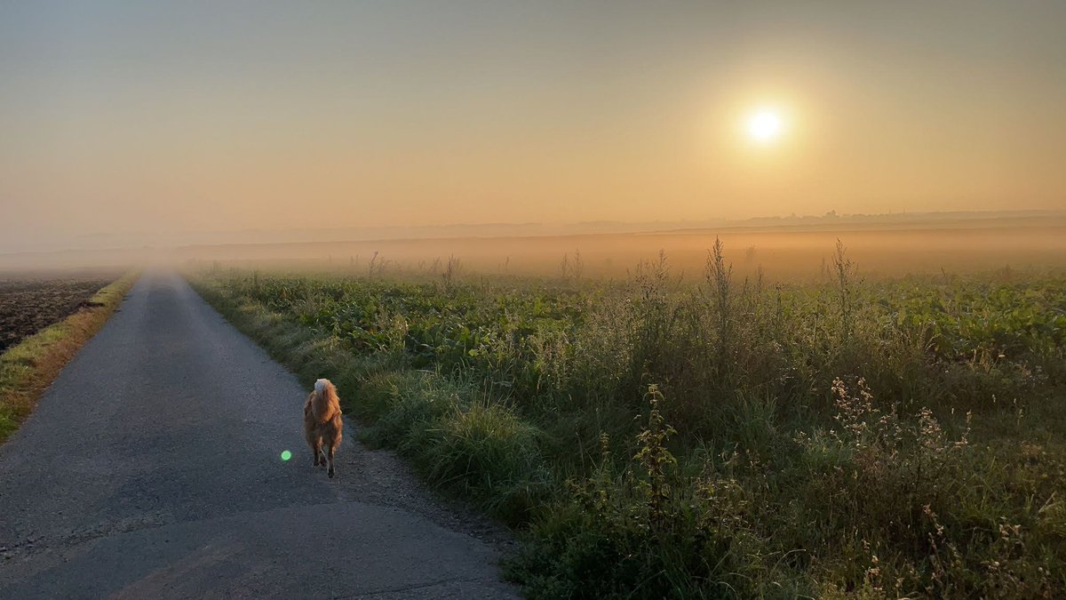 Guten Morgen von der Hunderunde 🐾 Die Sonne kämpft sich langsam gegen den Nebel, der Tag wird herrlich ☀️ Schönen Sonntag 🥰