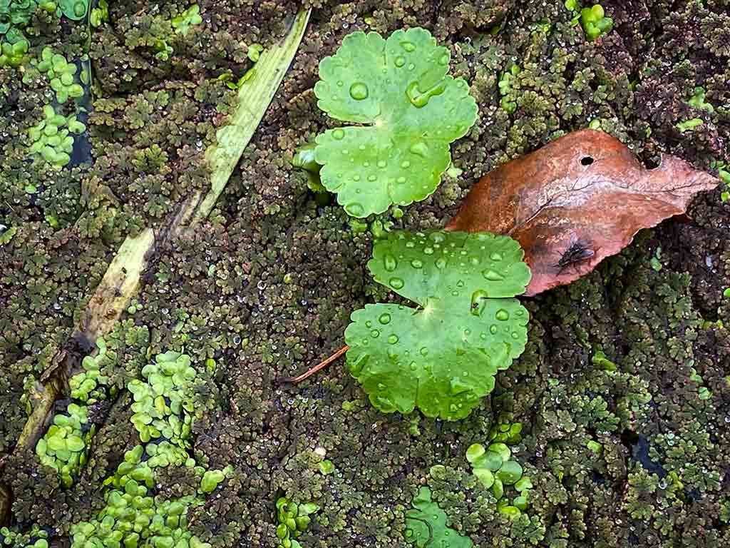 Wild_Yorkshire's tweet photo. Along the towpath: buff-tip caterpillar; the brandy-bottle seed-pod (botanically it's a berry) of yellow water-lily; an orb-web spider getting lucky and water fern turning red amongst the duckweed and floating pennywort.
#canal #towpath #orbweb #bufftip
https://t.co/t7wfGxYJ5c https://t.co/BSBtBLch7t