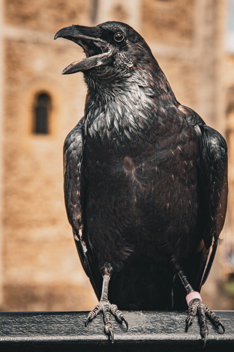 ironsie1's tweet photo. Saturday @TowerOfLondon
#ironsie #London #bigsmoke #Saturday #September #kingstide #fullmoon #BlueMoon #beefeater #raven https://t.co/Be5K8Xf61O